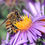 Thumbnail: Bee Pollen