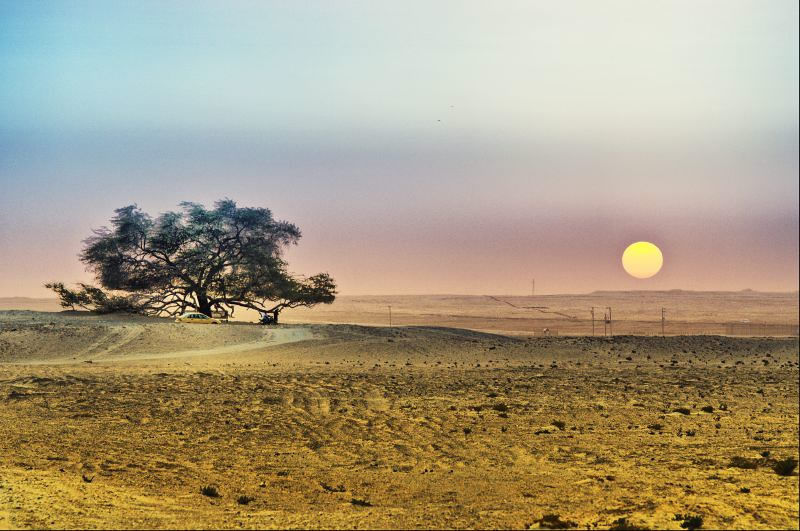 Tree of Life Photo by: Harold Laudeus – Flickr