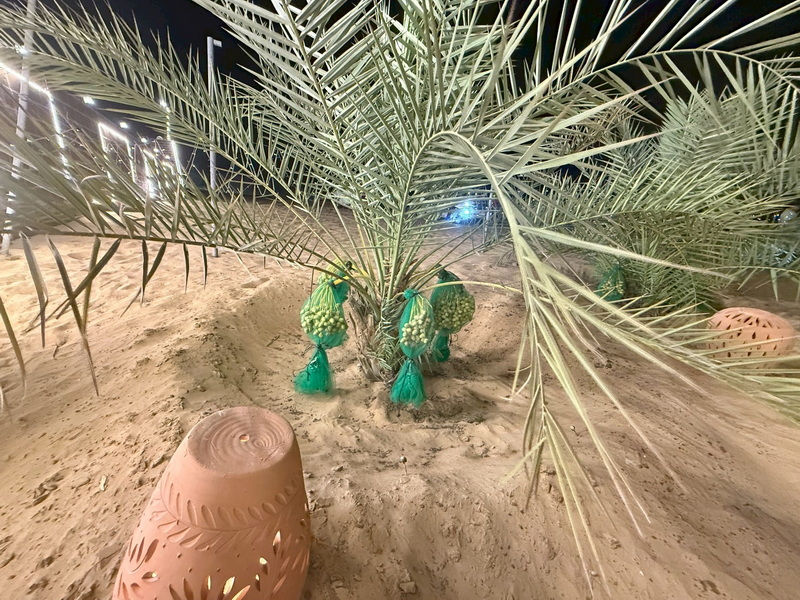 Date palm trees, showing unripe dates, usually green and protected by net bags. They turn brown when ripe and taste sweet.