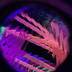 Ellen Hanauer_Mysteries (interior detail)