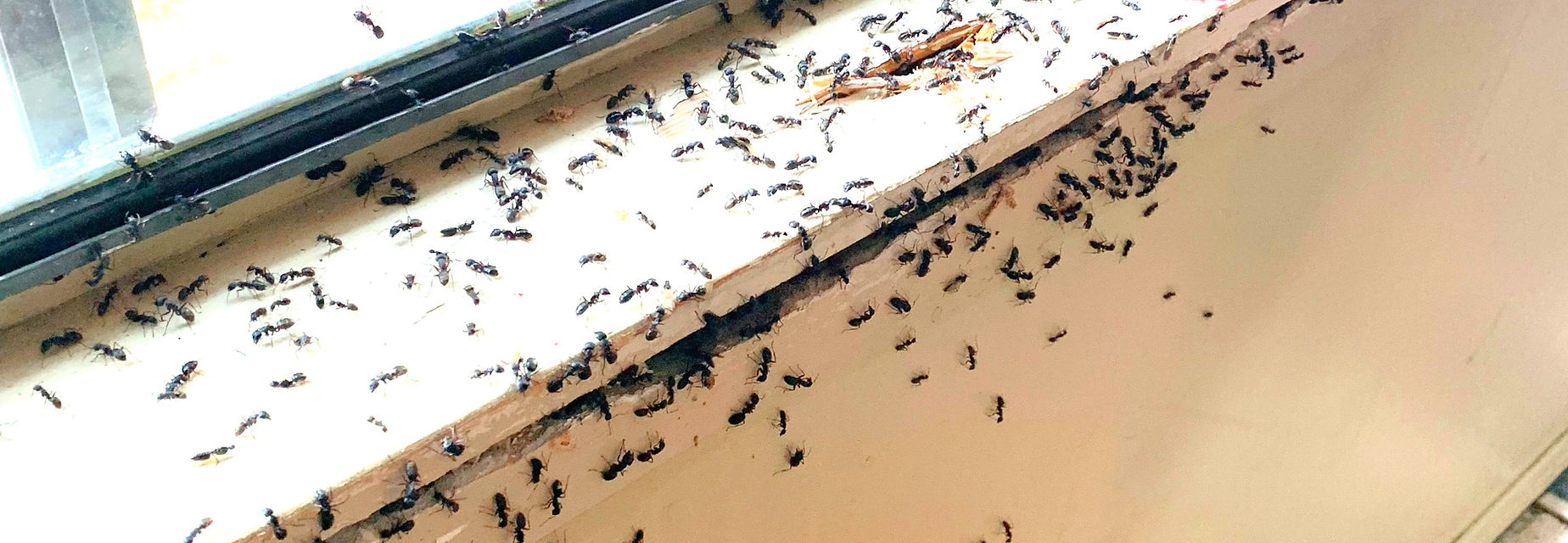 Carpenter ant wall nest 1_edited_edited.