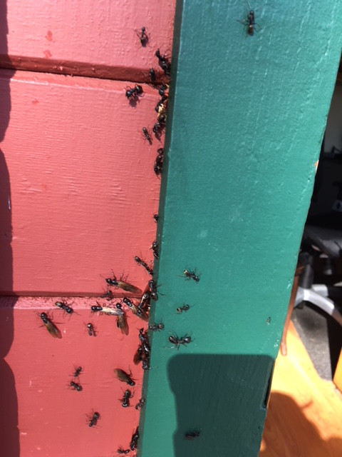 Carpenter ants