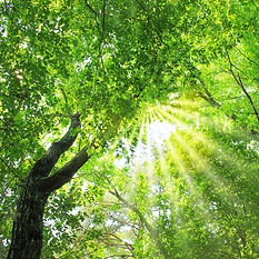 レイキヒーリング