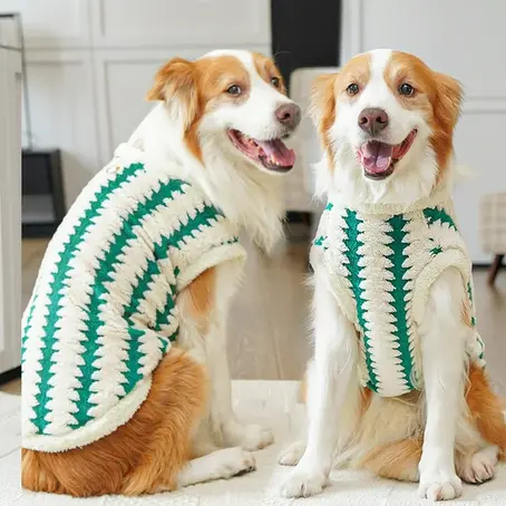 Two dogs wearing green and white sweaters sit happily on a rug in a bright room. They both appear to be smiling.