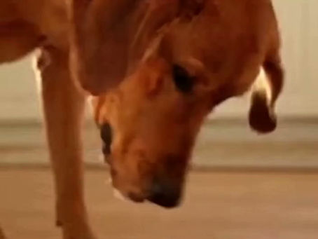 Fresh Dog Food Toppers Are a Game Changer for Picky Eaters