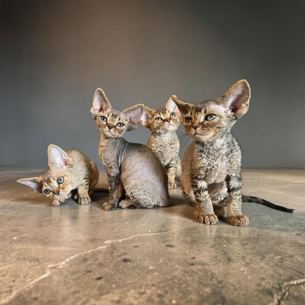 The Hermes Litter of Devon Rex kittens