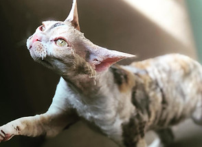 bindi.jpg