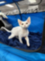 A ethically raised White Devon Rex Kitten