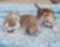 Beautiful litter of healthy PureX Devon Rex kittens with large ears and soft curls, raised in a loving home in Winnipeg, Manitoba.