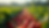 Wide angle view of a vibrant strawberry farm