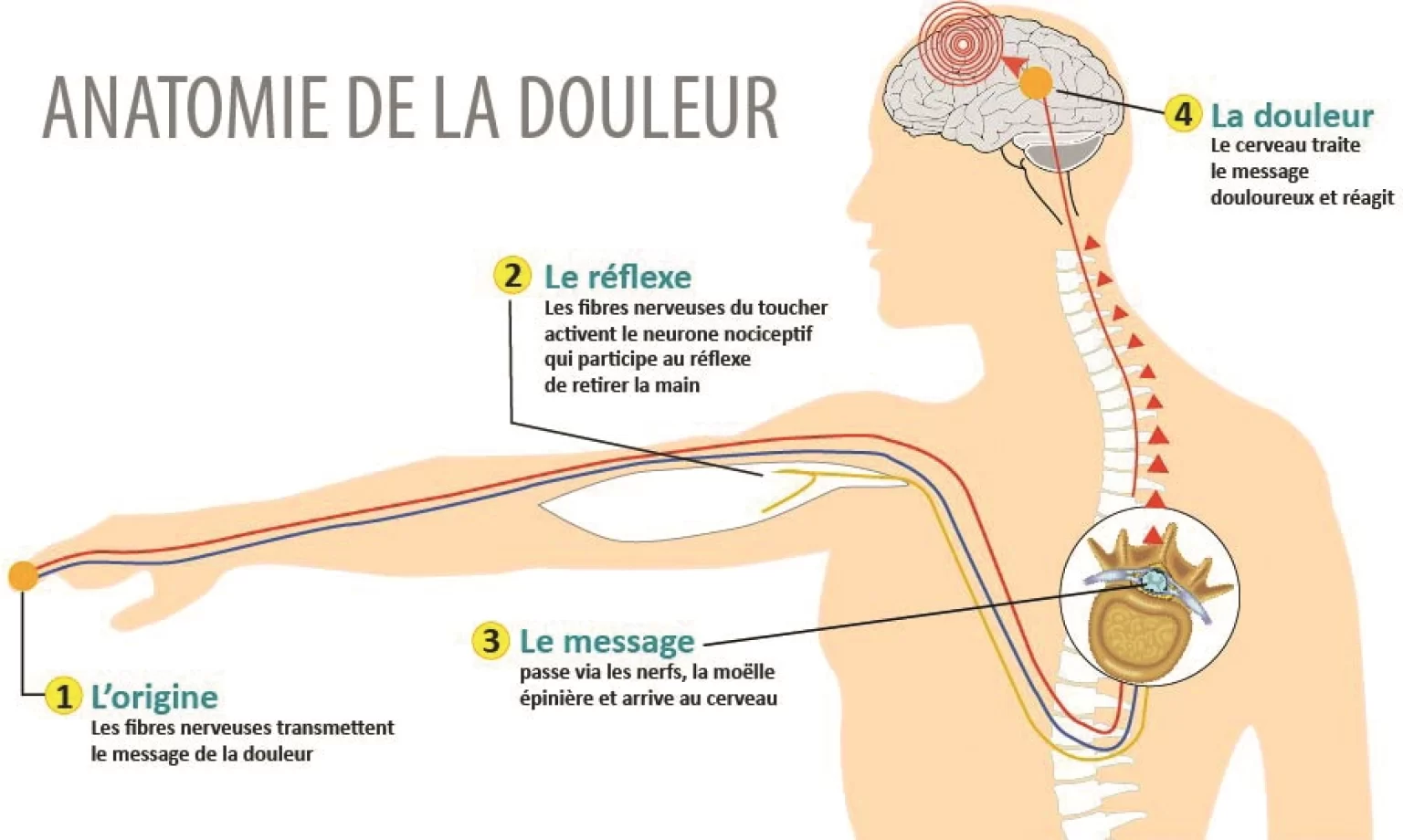 Anatomie de la douleur