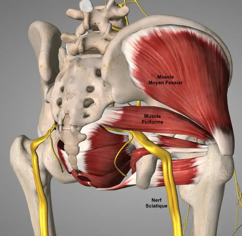 Anatomie du bassin montrant le muscle piriforme et le passage du nerf sciatique.