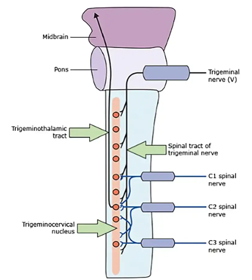 Mécanismes de la céphalée cervicogénique