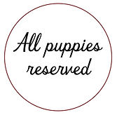 N Litter 09.26.25-32-Name & Description Info 10.06.25.jpeg