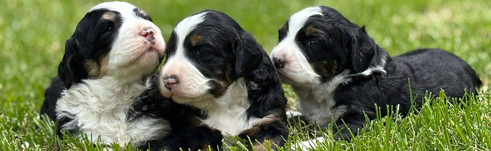 Our Appalachian Doodles Our Puppies Image