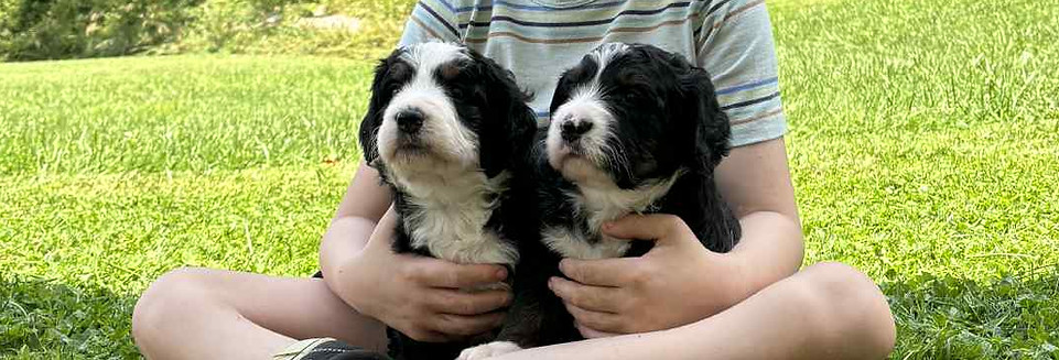 Our Appalachian Doodles Puppy with Liam Image