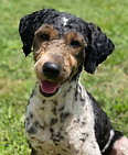 Our Appalachian Doodles Sawyer Image
