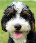 Our Appalachian Doodles Birdie Image 1