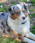 Our Appalachian Doodles Josie Image 