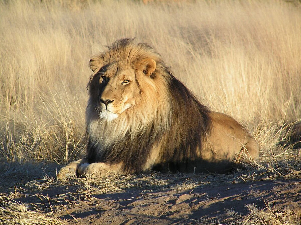 Lion savanna South