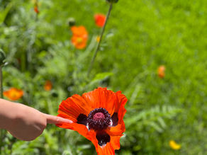 Welcome to Live Wild With Kids!