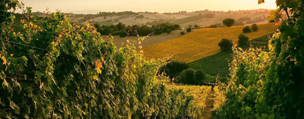 Paisagem de uvas para produção de vinho