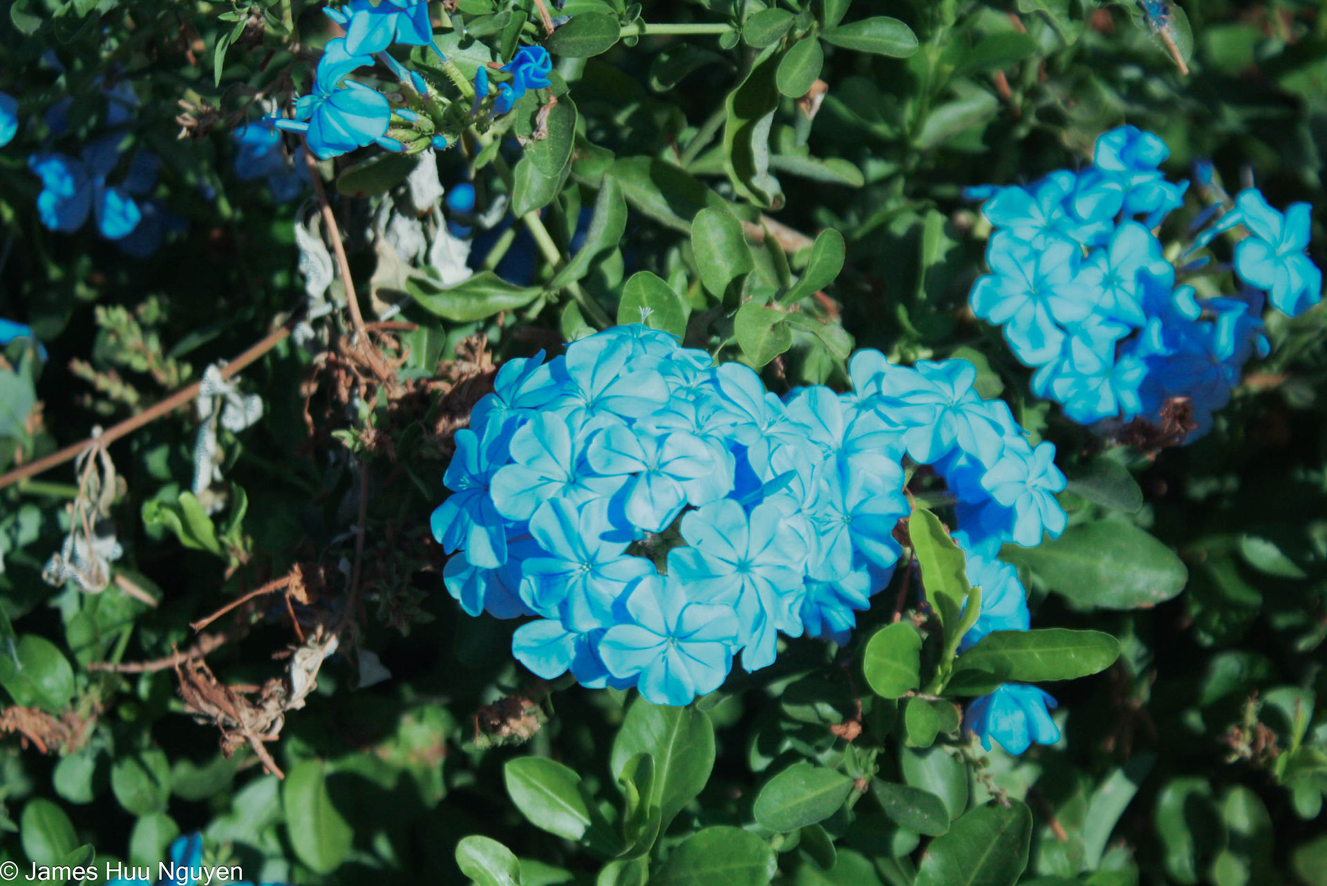 Smells Like Blue