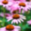Echinacea