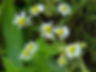 Chamomile