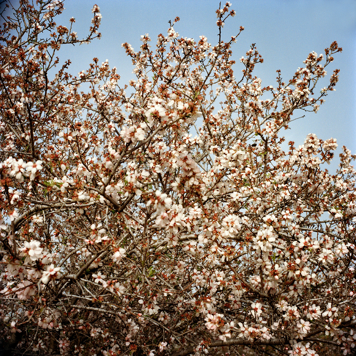 Almond tree