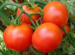 Tomato Genome Wide Markers | Straits Biotech