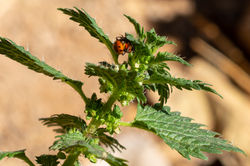 ortiga afilada mariquita