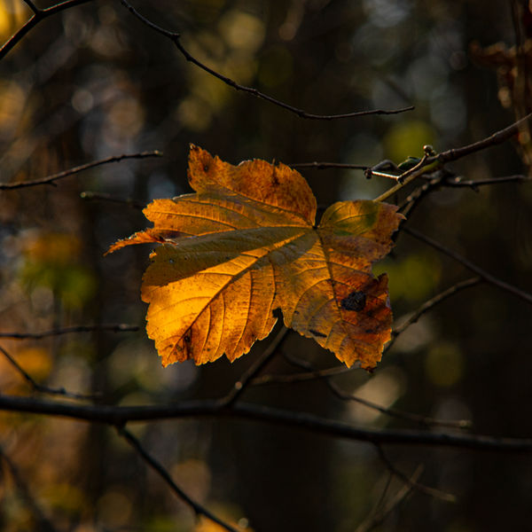 Feuille d'érable en automne
