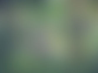 Towards Climate-Resilient Coffee in India: The Case for Conserving Native Shade Trees