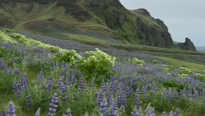 From Glaciers to Gourmet: Our Romantic Iceland Escape