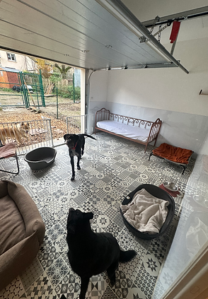 STUDIO DES CHIENS 2 .HEIC