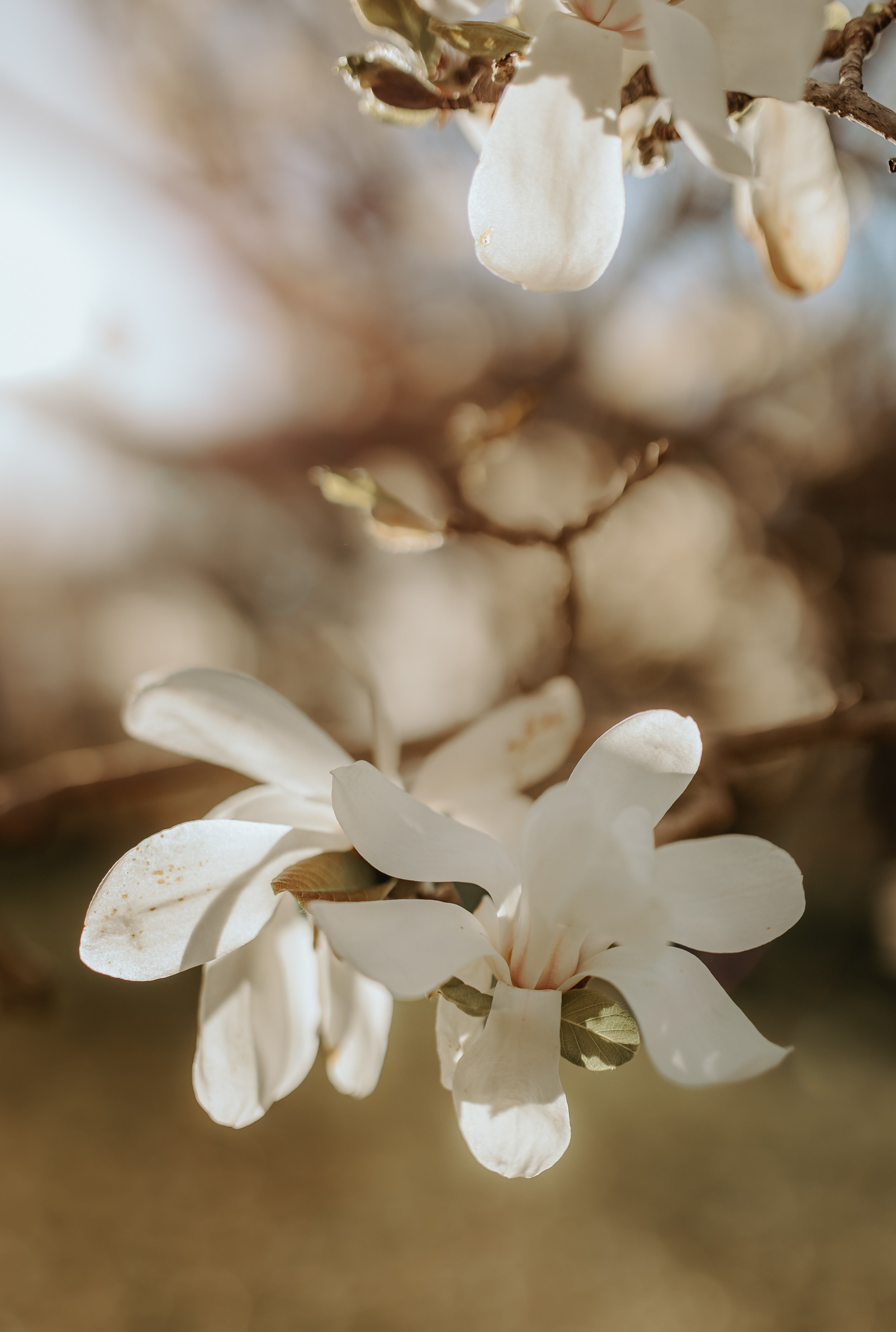 Photo Paysage Numérique - Pétales Magnolia