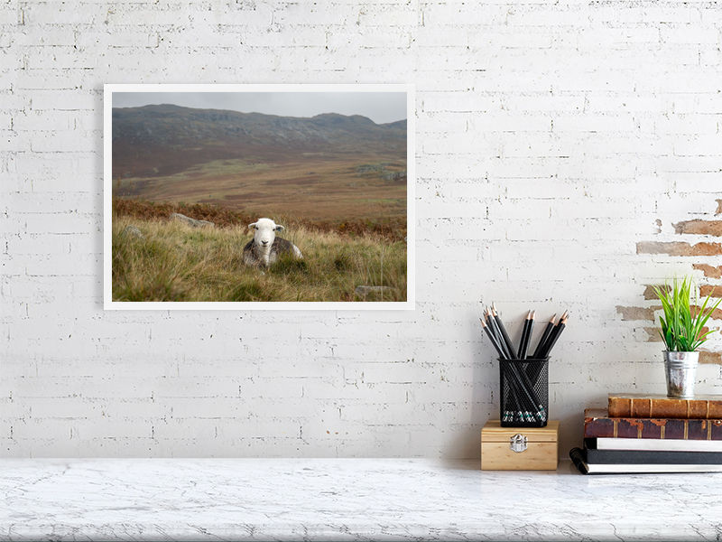 Thumbnail: Lake District - Herdy Sheep lying down (A3 Framed)
