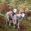 Thumbnail: Lake District - Herdy sheep in Eskdale (A3 Framed)