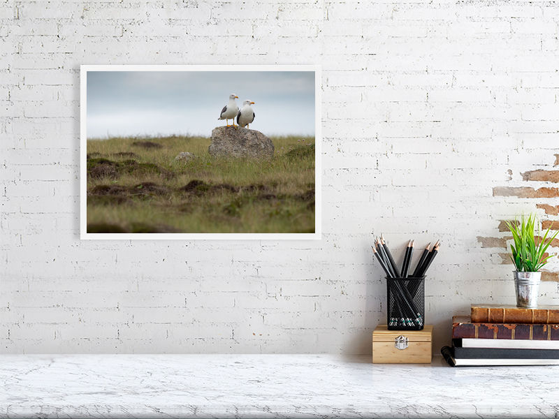 Thumbnail: Isle of Scilly, Gugh, Sea Gulls surveying (A3 Framed)
