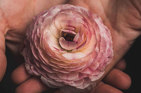 a flower at the end of its beauty