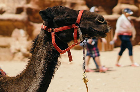 a camel with a halter on