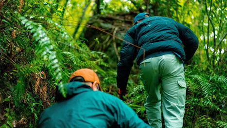 Guests hiking through the lush jungle of Amami Island
