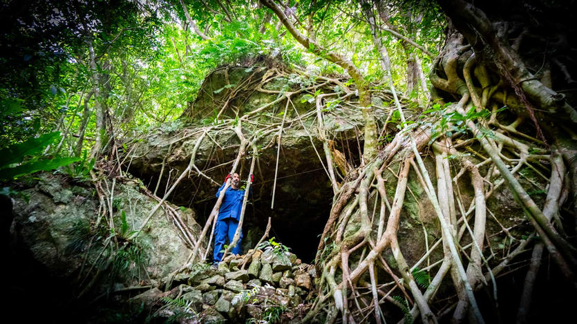Trekking under giant tree roots in Amami jungle