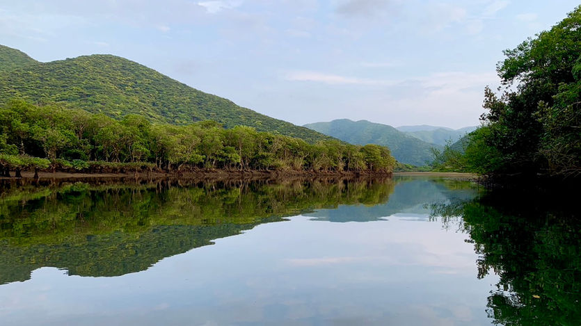 Scenic view of mountains behind the mangrove forest