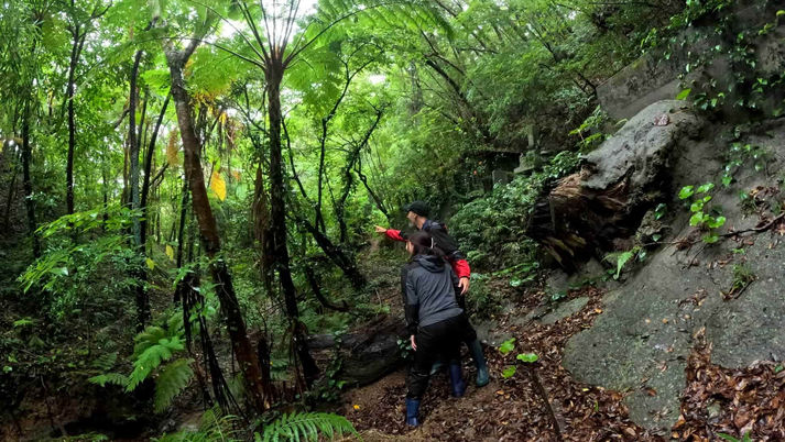 Walking a quiet forest path on Amami Island