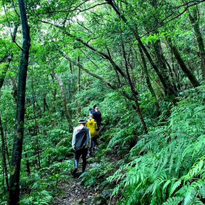 湯湾岳の登山道を歩くゲストたちの様子