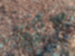 Green Tree Mulch