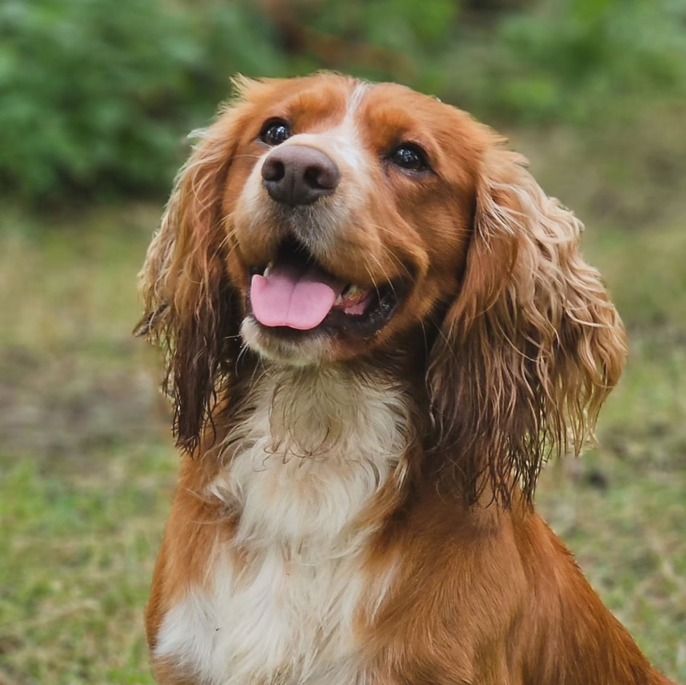 Eye-level view of a dog receiving a treat for good behavior