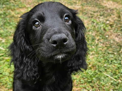 Puppy Biting & Over-Excitement: A Simple Plan That Works in Real Life